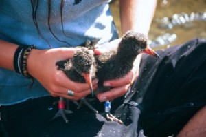 Sooty Oystercatcher Chicks