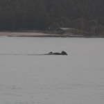 Southern Right Whale off Durras Beach